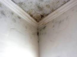 Best Mold Prevention Services  in Wilmington Island, GA